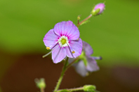 Veronica urticifolia